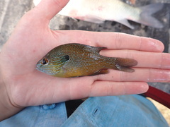 Lepomis aquilensis