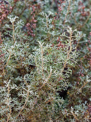 Artemisia barrelieri