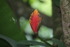 Heliconia episcopalis