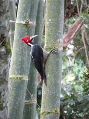 Campephilus melanoleucos