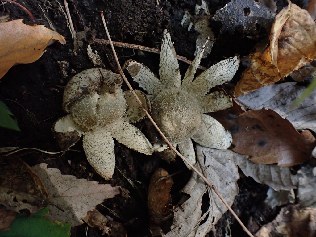 Astraeus hygrometricus · November 2022 · photo: © atsushi_nakajima_cirque (iNaturalist, cc-by)
