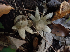 Astraeus hygrometricus
