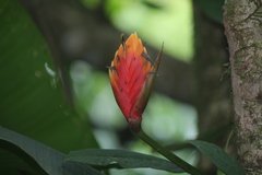 Heliconia episcopalis