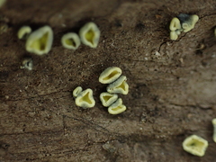 Chlorosplenium chlora