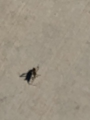Coreoidea
