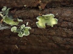 Chlorosplenium chlora