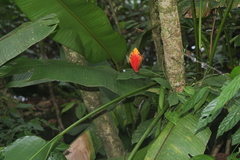 Heliconia episcopalis