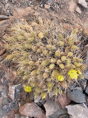 Maihueniopsis camachoi