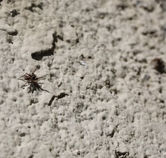 Habronattus pyrrithrix