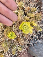 Maihueniopsis camachoi