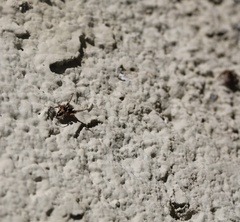 Habronattus pyrrithrix