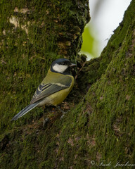 Parus major