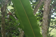 Heliconia episcopalis
