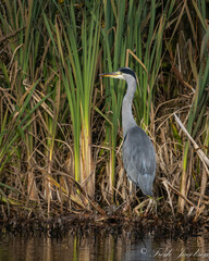 Ardea cinerea