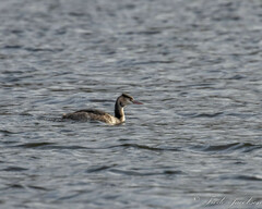 Podiceps cristatus
