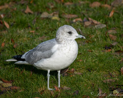 Larus canus