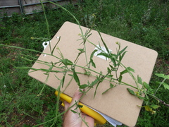 Sisymbrium officinale