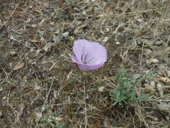 Calochortus splendens