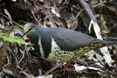 Leucosarcia melanoleuca