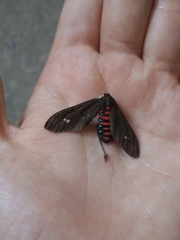 Euclera rubricincta