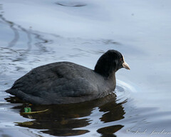 Fulica atra