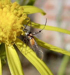 Aetole unipunctella