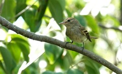 Lathrotriccus euleri