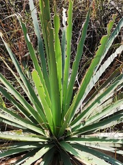 Furcraea parmentieri