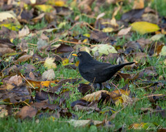 Turdus merula