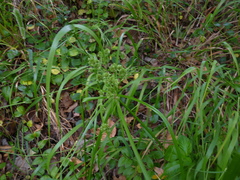 Cyperus eragrostis