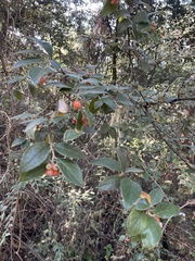 Cotoneaster franchetii