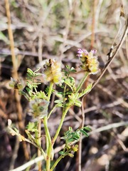 Dalea bicolor