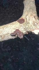 Exidia