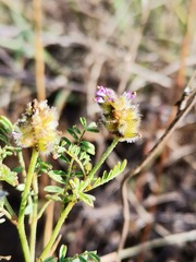 Dalea bicolor