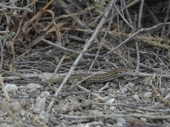 Psammodromus hispanicus