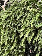 Mniaceae