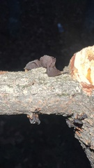 Exidia
