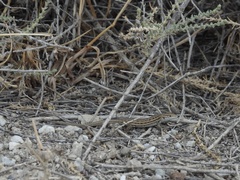Psammodromus hispanicus