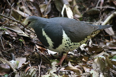Leucosarcia melanoleuca