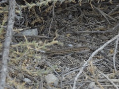 Psammodromus hispanicus