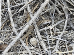 Psammodromus hispanicus