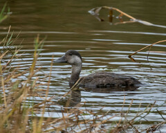 Melanitta nigra
