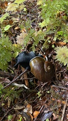 Macrocyclis peruvianus