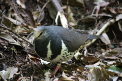 Leucosarcia melanoleuca