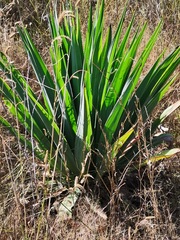 Furcraea parmentieri