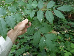 Fraxinus uhdei