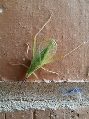 Oecanthus varicornis
