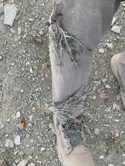 Mentzelia multicaulis