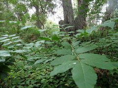 Fraxinus uhdei