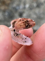 Chlamys hastata